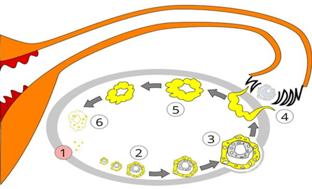 ovulation